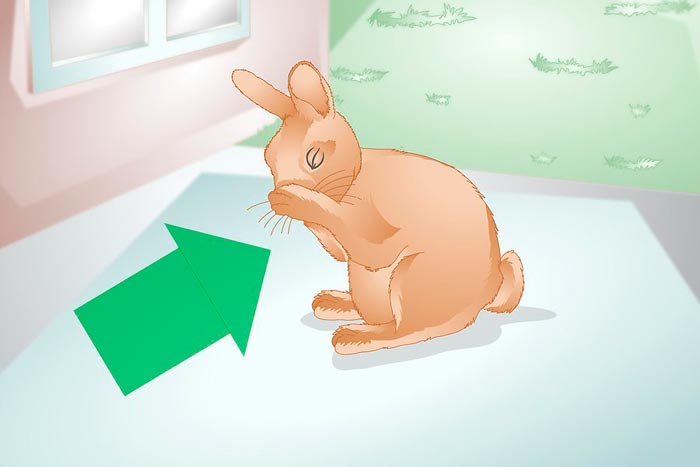 Хвороби кроликів: симптоми і лікування, фото