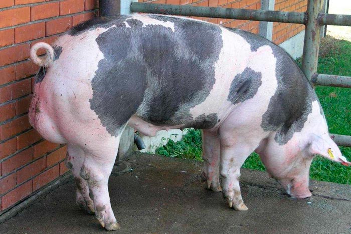 Чорні свині: фото та опис порід