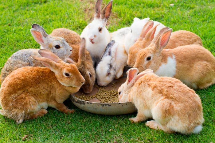 Гранульований корм для кроликів: який краще