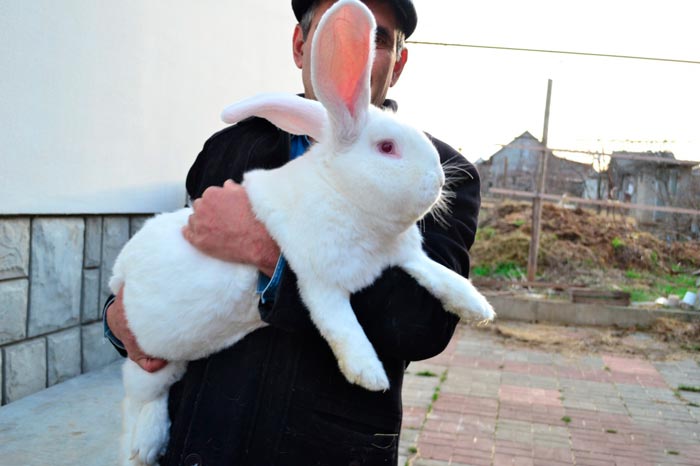 Кролик породи білий велетень: опис та фото