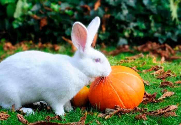 Кролик породи білий велетень: опис та фото
