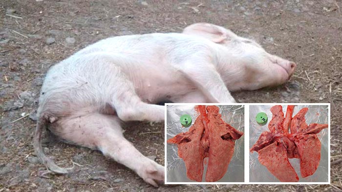 Пастерельоз свиней: симптоми і лікування, фото