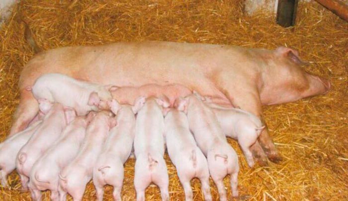 Свині породи ландрас: характеристика, фото, годування і догляд за поросятами