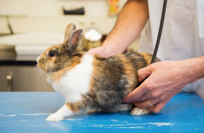 Глисти у кроликів: симптоми і лікування, дегельментизация і народні глистогінні засоби