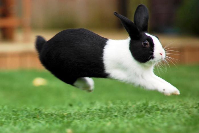 Голландський кролик: фото, опис
