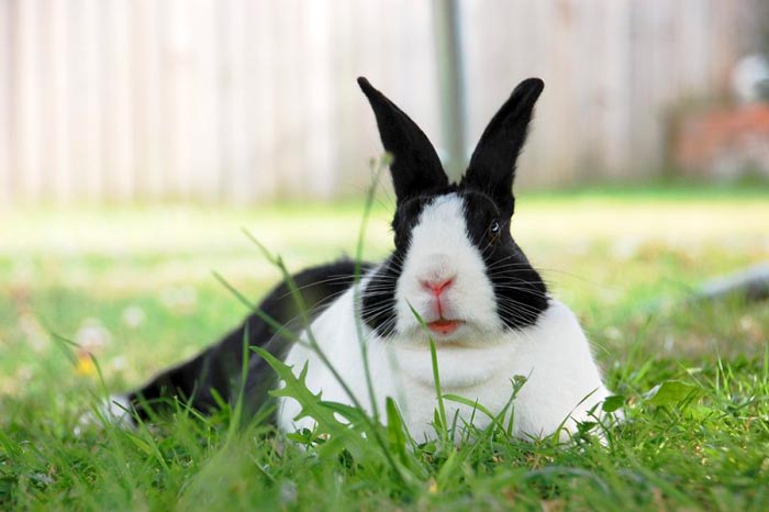 Голландський кролик: фото, опис