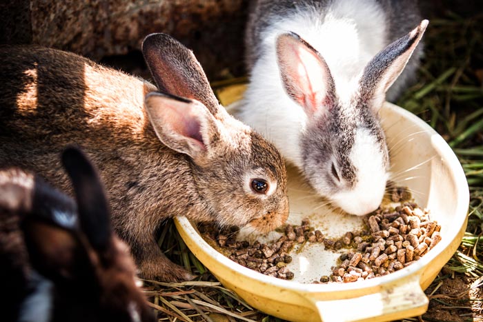 Як швидко відгодувати кролів на мясо в домашніх умовах