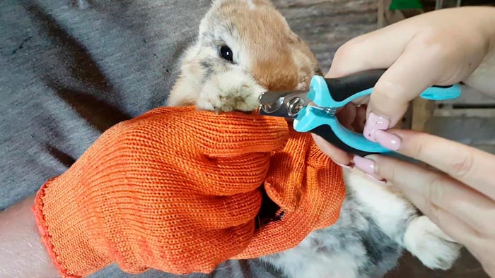 Як підстригти кігті декоративного кролика в домашніх умовах