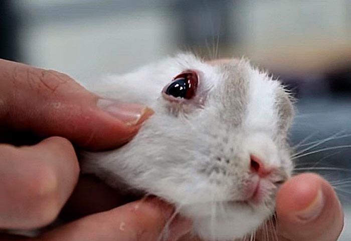Конюнктивіт у кроликів: лікування в домашніх умовах