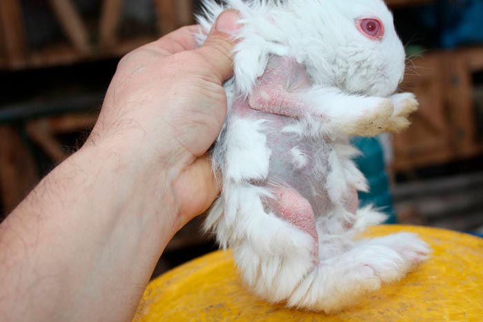 Шкірні захворювання і блохи у кроликів: лікування в домашніх умовах