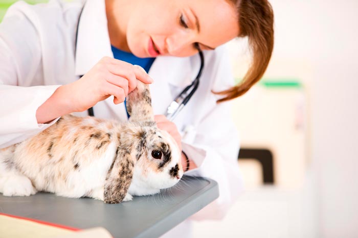 Шкірні захворювання і блохи у кроликів: лікування в домашніх умовах