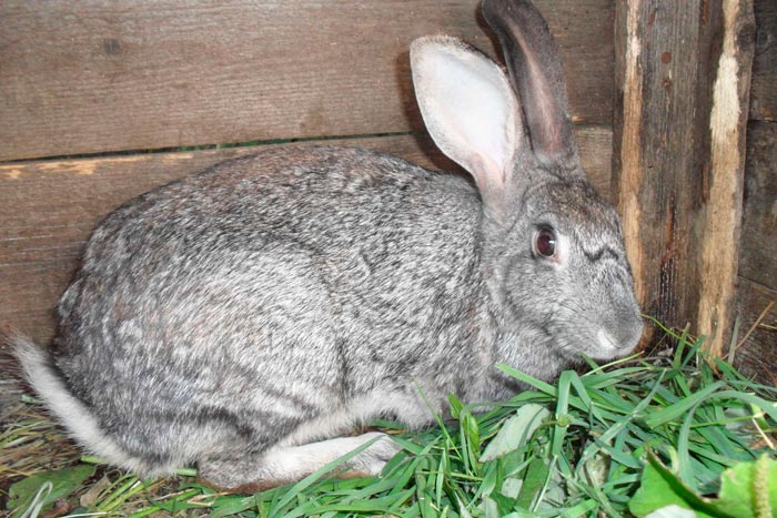 Кролик шиншила: фото, опис породи
