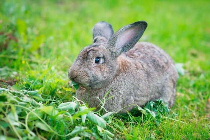 Кролики мясних порід (бройлерні) з фото та описом