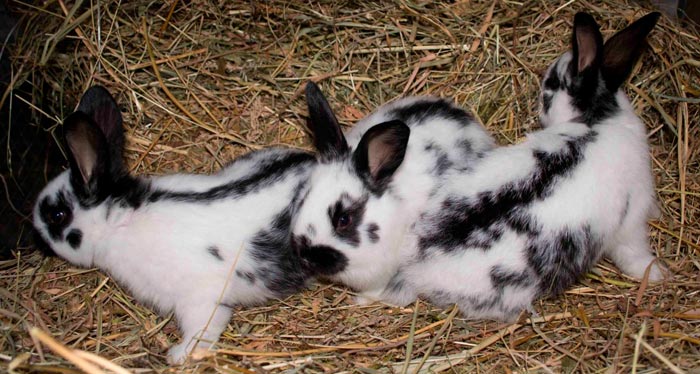 Кролики породи німецька строкач: опис, фото