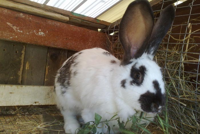 Кролики породи німецька строкач: опис, фото