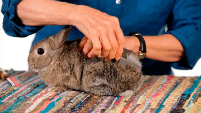 Лисий кролик — як лікувати, чому випадає шерсть