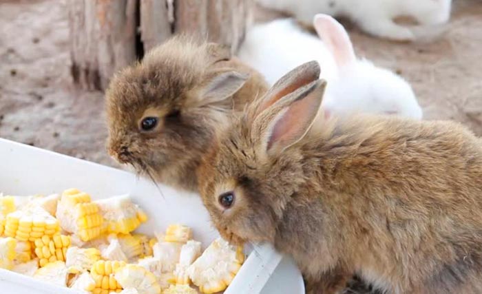 Чи можна давати кроликам кукурудзу в качанах або варену