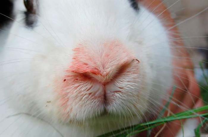 Пастерельоз у кроликів: симптоми і лікування