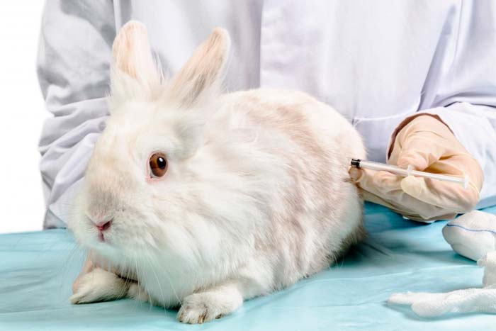 Пастерельоз у кроликів: симптоми і лікування