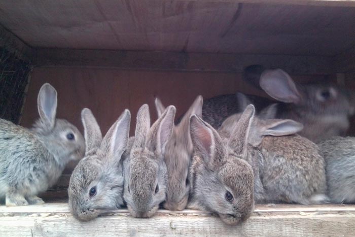 Порода кролів сірий велетень: опис, особливості розведення, утримання та годівля