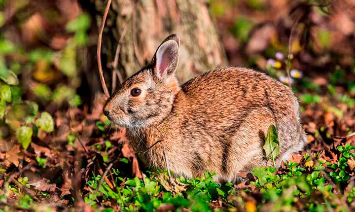Скільки живуть декоративні кролики в домашніх умовах, як визначити вік