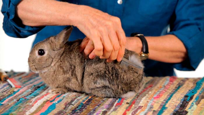 Скільки живуть декоративні кролики в домашніх умовах, як визначити вік