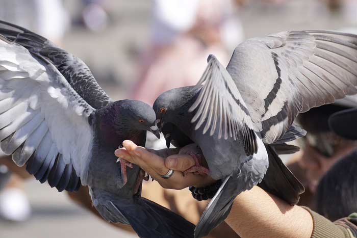 Що їдять голуби, чим годувати в домашніх умовах або на вулиці