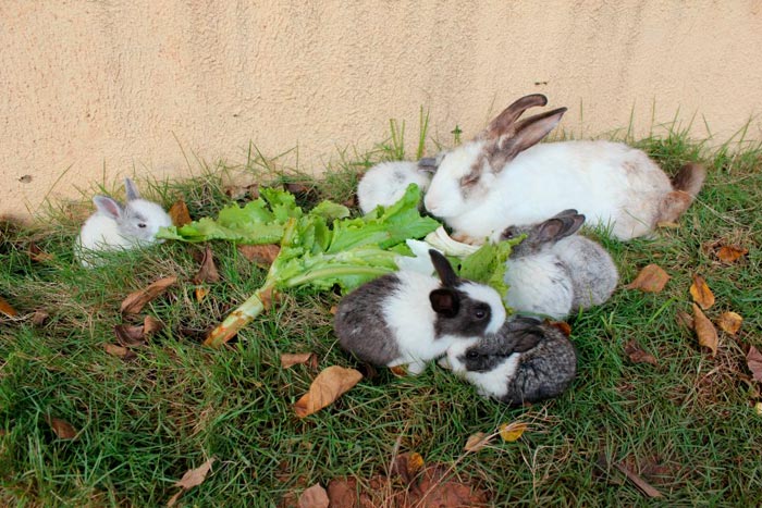 Чи можна давати кроликам листя хрону