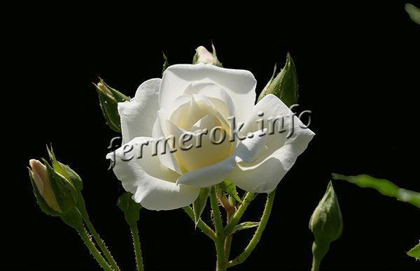 Плетисті троянди: опис, сорти, 32 фото, особливості