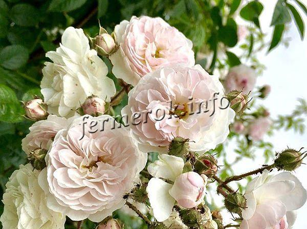 Плетисті троянди: опис, сорти, 32 фото, особливості