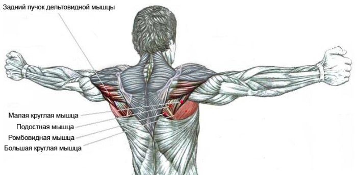 Методичні рекомендації щодо вправ на задні дельти плеча