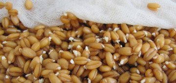 Як пророщувати пшеницю в домашніх умовах