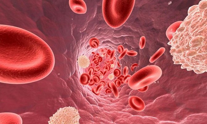 Зниження холестерину в крові народними засобами: швидко