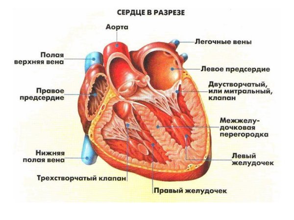 Причини і симптоми розвитку вроджених вад серця у малюків