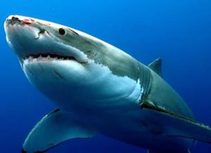 Користь і шкода акулячого жиру