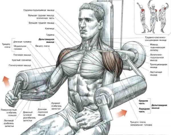 Які вправи допоможуть розробити плечі?