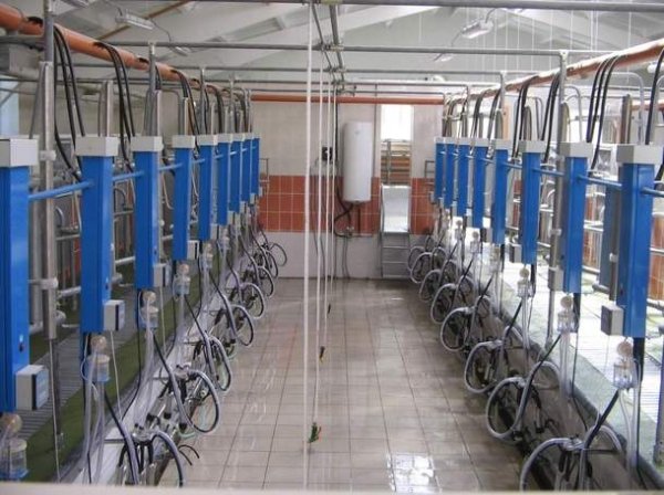 Доїльні установки типу Ялинка УДА і УДМ: технічні характеристики, принцип роботи, фото, відео