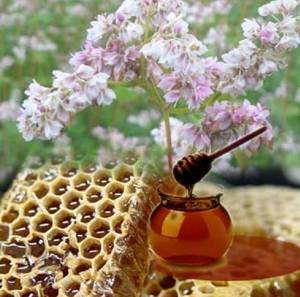 Корисні властивості та протипоказання гречаного меду
