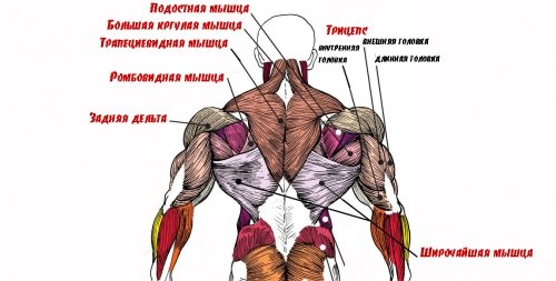 Анатомия мышц спины человека в картинках с описанием