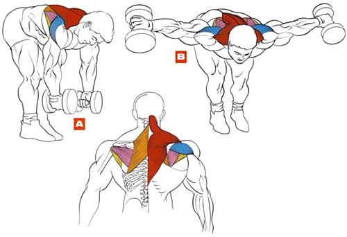 Як накачати широкі плечі гантелями і віджиманнями