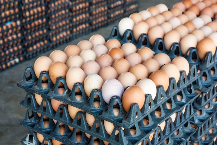 Шкода і користь курячих яєць. Чи шкідливо їсти яйця кожен день і з жовтком?