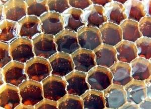Корисні властивості та протипоказання гречаного меду