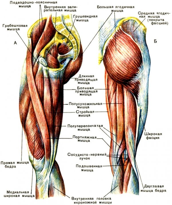 Якими способами можна накачати внутрішню частину стегна?