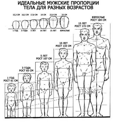 Ідеальні пропорції чоловічого тіла