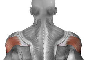 Краща вправа на задню дельту плеча