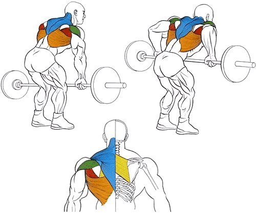 Як накачати широкі плечі в тренажерному залі