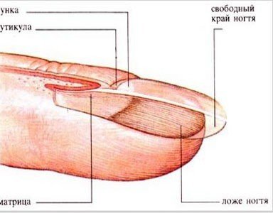 Що таке нігті? Склад і будова нігтів на руках людини . З чого складаються нігті