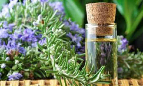 Розмарин — лікувальні і корисні властивості листя, масла