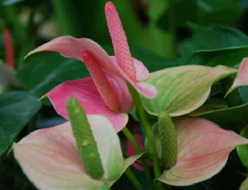 Квітка антуріум — догляд та утримання в домашніх умовах