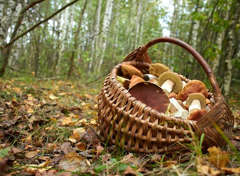 Як правильно збирати гриби в лісі: вибір місця, визначення їстівності